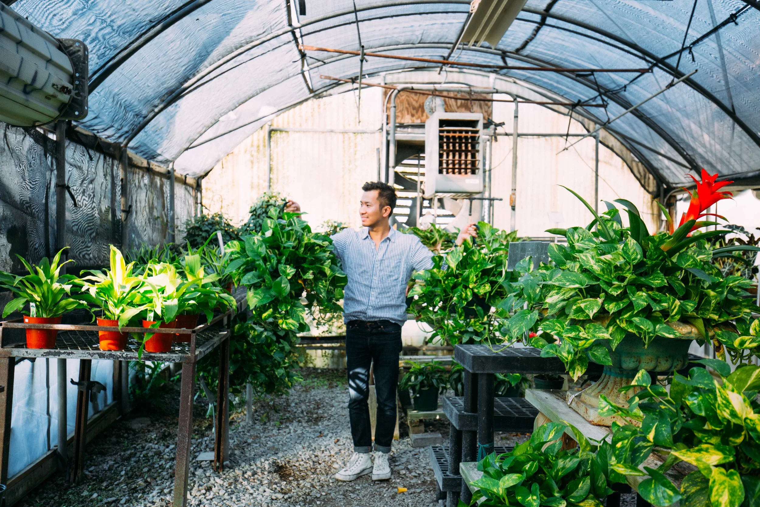 My Favorite Plant Shop in New Orleans • Harold's — OLD BRAND NEW